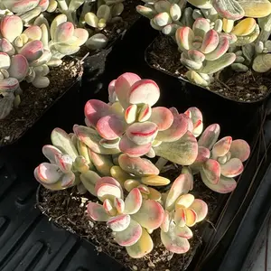 Cotyledon 'Orbiculata' Variegated Cluster (around 4.5'') - Bare Root Succulents - Terra Tales