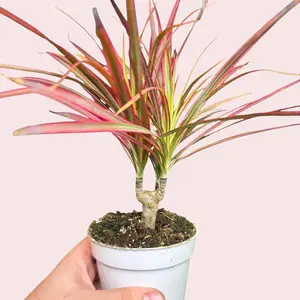4" Pink Dracaena Marginata 'Colorama', Beginner Friendly Live Houseplant, Indoor Plant