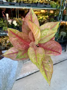 Aglaonema light of diamond - 4” pot