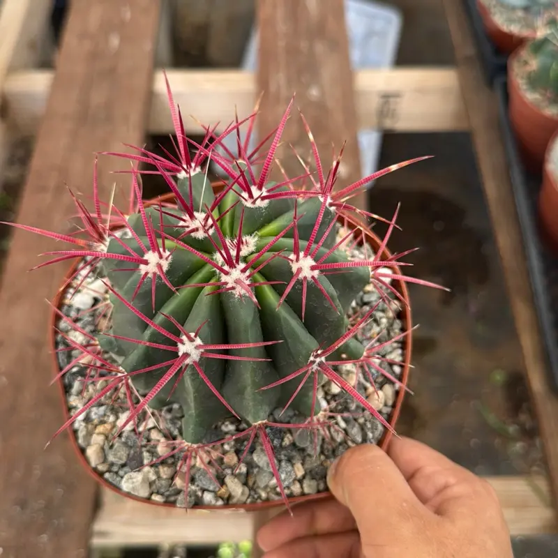 Red Barrel cactus plant 6 inch pot - TikTok Shop
