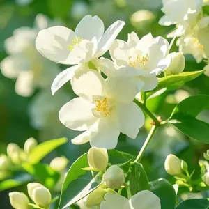 80+PCS Jasmine Seeds – Fragrant Perennial Blooms, Easy to Grow, High Germination, Ideal for Trellises, Gardens & Balconies