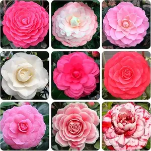 20+ Mixed Camellia Seeds for Planting-Camellia Shrub Impatiens Balsamina Flower Seeds Plants in Potted Balcony Low-Maintenance