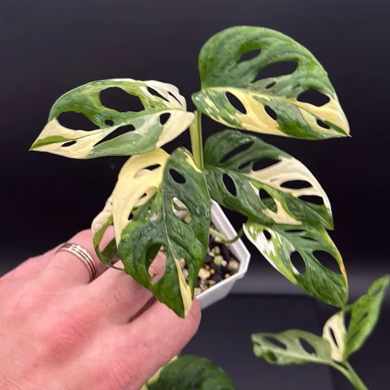 monstera variegata - TikTok Shop