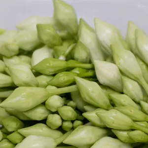 20 White Loroco Flowers Seeds Fernaldia Pandurata Perennial Vine Seeds