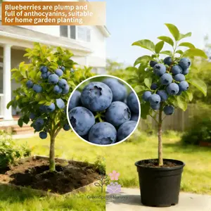 Dwarf blueberry seedlings | Thriving growth | Ideal for balcony planting