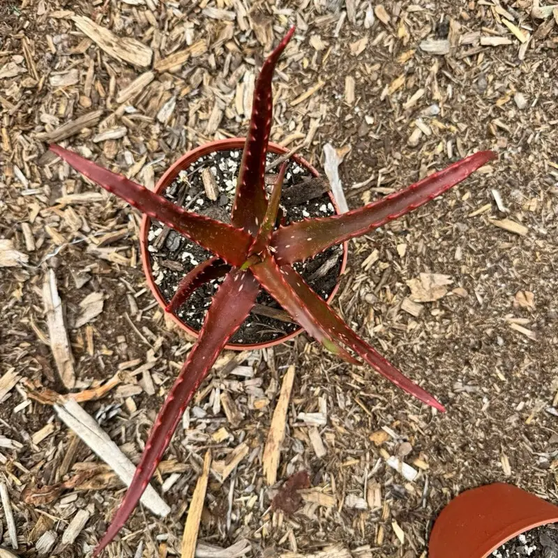 Aloe Cameronii 6 inch pot