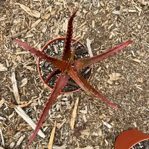 Aloe Cameronii 6 inch pot