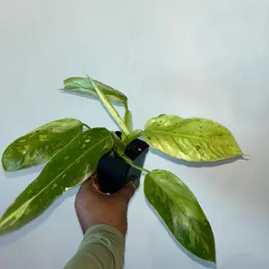 Jose Bueno