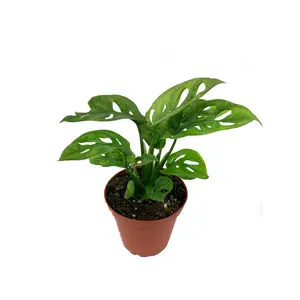 Monstera Swiss Cheese Plant - Live Plant in a 4 Inch Pot - Monstera Adansonii - Beautiful Easy to Grow Air Purifying Indoor Plant