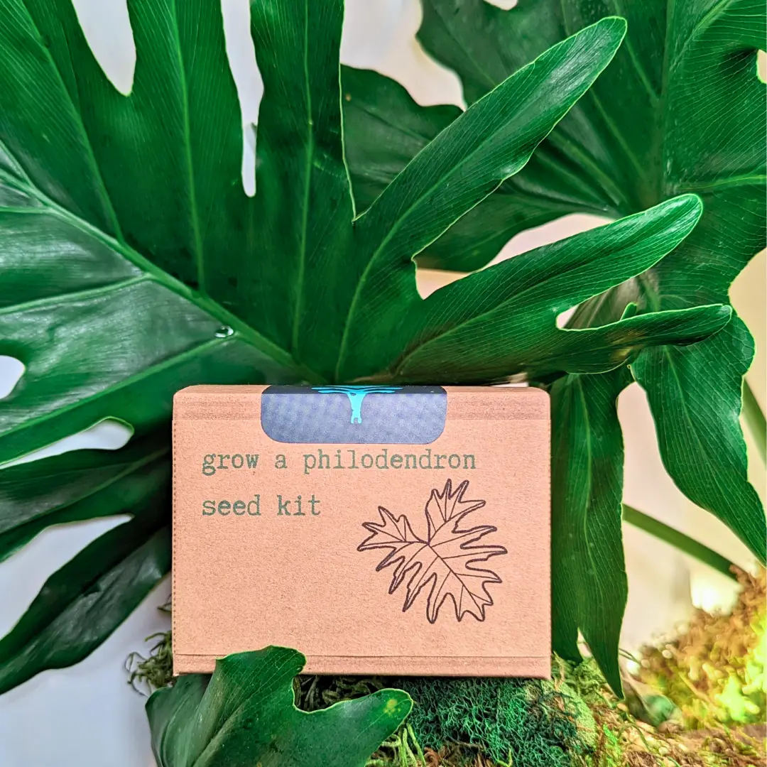 Grow a Philodendron Seed Kit - TikTok Shop
