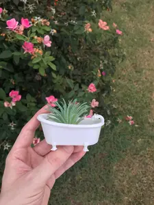 3D Printed Bathtub Succulent Planter - Modern Indoor Home Decor with Drainage for Cacti & Air Plants