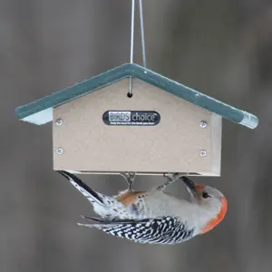 Birds Choice Upside-Down Single Suet Feeder in Taupe and Green Recycled Plastic
