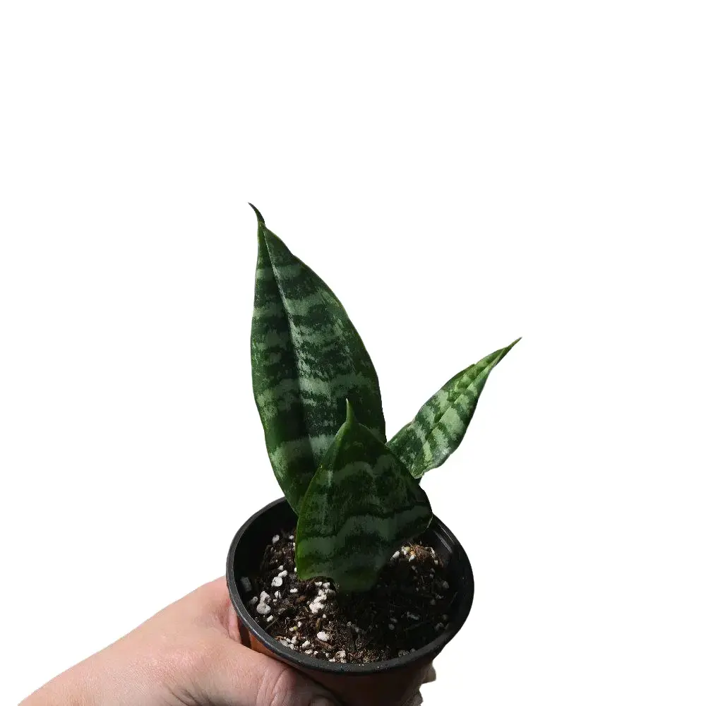 sansevieria snake plant sansevieria snake plant