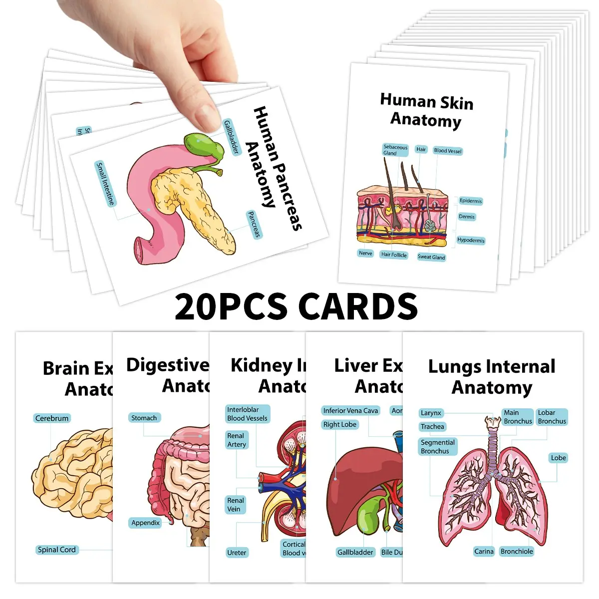 20pcs Human Body Systems Anatomy Flashcards - Illustrated Medical ...