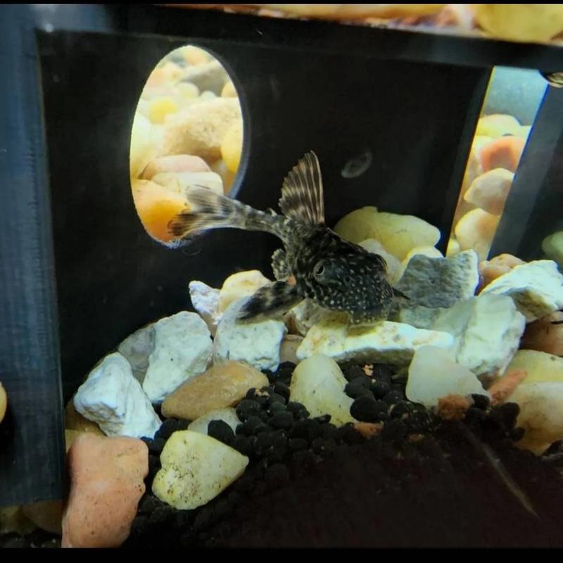 Fishkeeping3D Corner Aquarium Cave for Freshwater and Saltwater Tanks - Small: 2.5 Inches from Corner, 1.5 Inches Tall, Ideal for Pleco, Otocinclus, and Shrimp