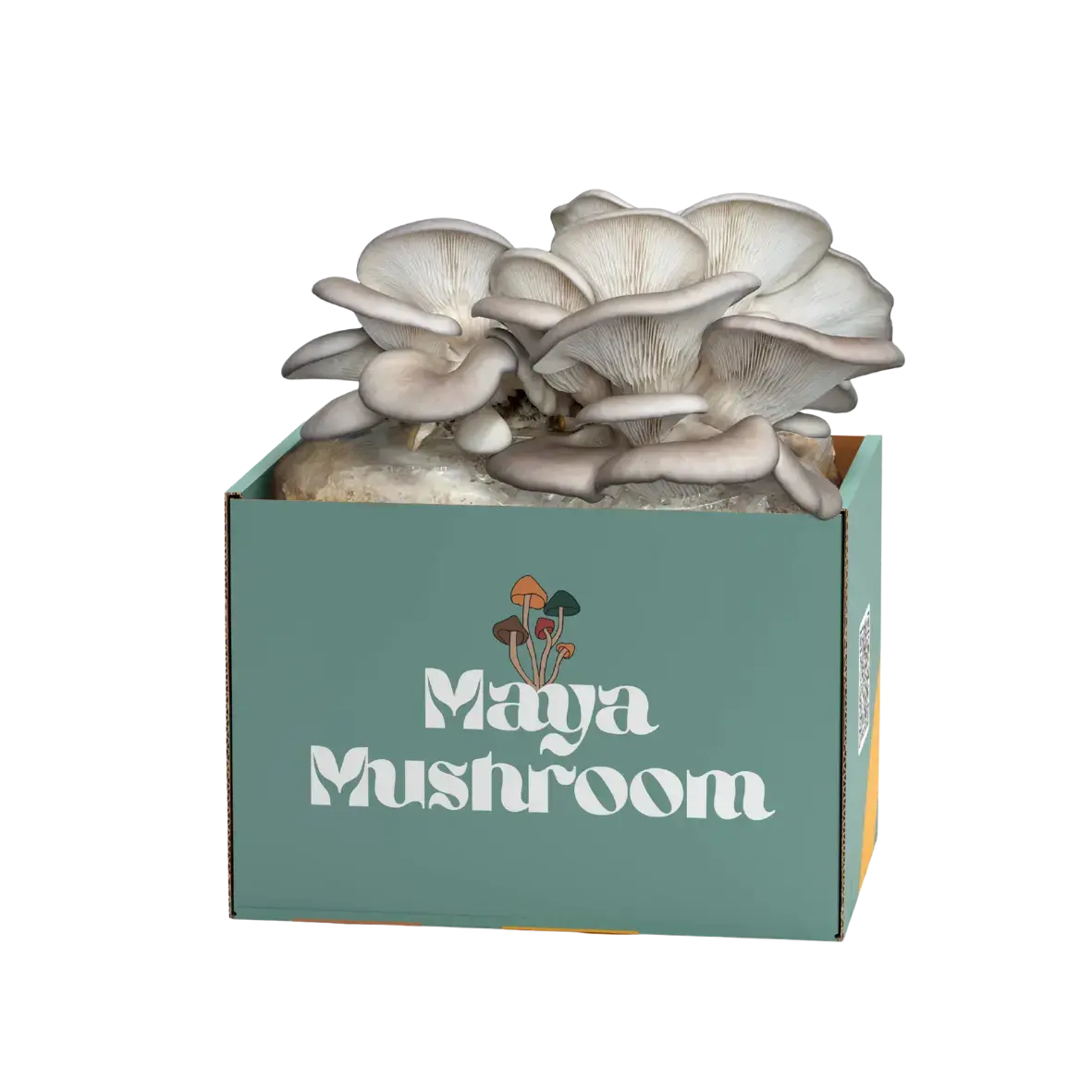 Blue Oyster ShroomBag | Mushroom Grow Kit | Harvest in 14 Days