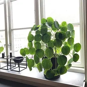300+ Easy-to-plant Pilea Peperomioides, Rare Chinese Money Plant Garden Seeds - Perfect for Gifting and Home Gardening