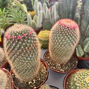 Mammillaria Cactus 6 inch pot