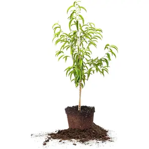 Perfect Plants Flordacrest Peach Tree Live Plant, Produces Fruit, 4-5ft, Includes Care Guide