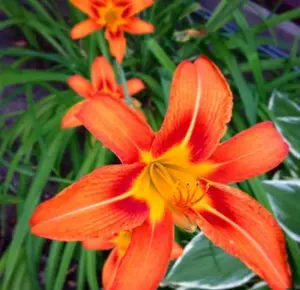 3 Orange Daylily Bulbs for Planting, Reblooming Daylilies Bulbs, Perennial Flowers Bulbs