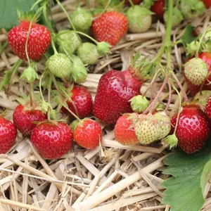 Earliglow Strawberry Bare Roots | Qty - 25
