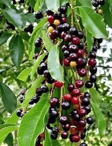 Black Tartarian Cherry tree seedling