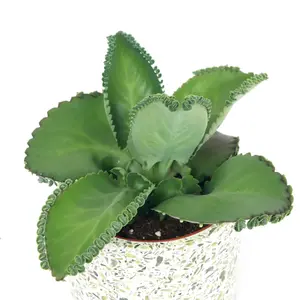 Green Kalanchoe Plant Mother of Thousands Plant Mexican Hat Succulent 4 Inch Pot