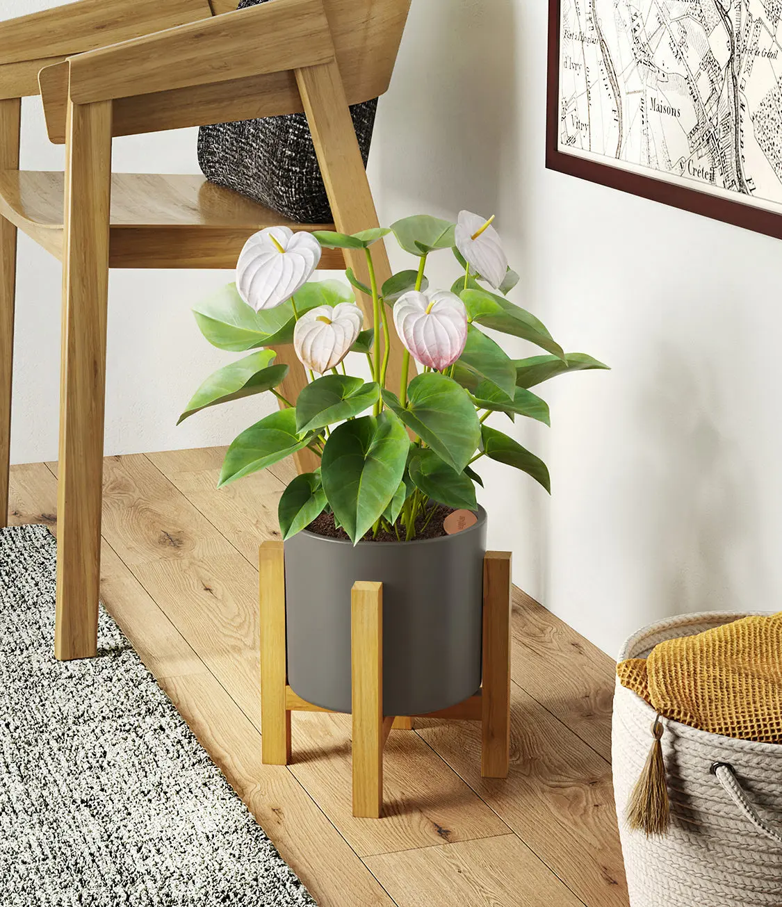 Anthurium White