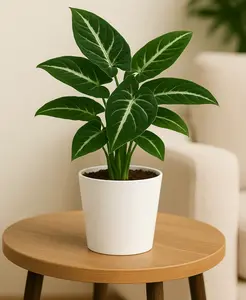 Syngonium 'Black Velvet'