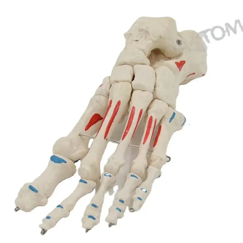 Human Foot Bone Model with Painted Muscles