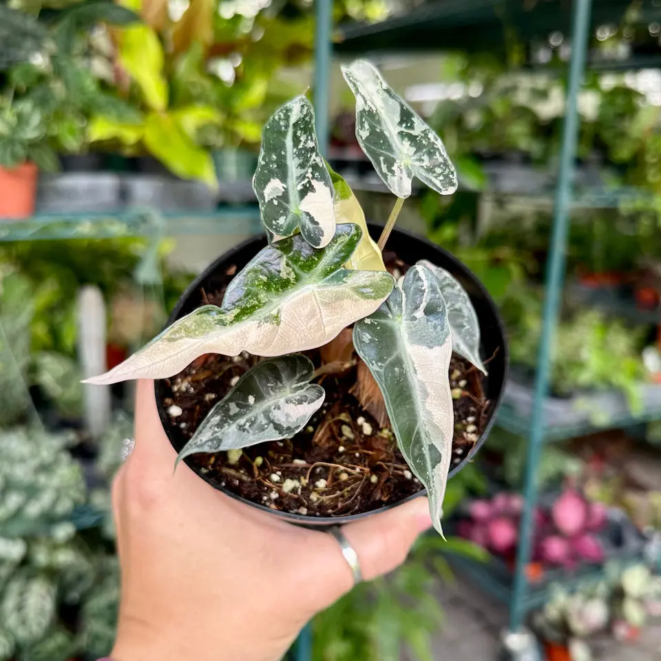 Alocasia bambino pink variegated - 4" pot