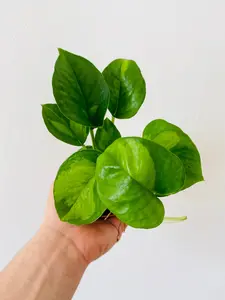 Pothos Global Green - Epipremnum Aureum ‘Global Green’ - 3" Pot