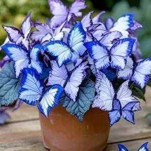 1000+ Stunning Blue Butterfly Hosta Seeds - Make Your Neighbors Envy Your Delicate Outdoor Space