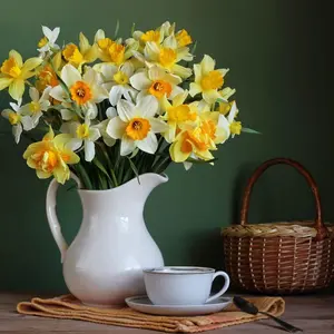 100+ Vibrant Garden Mix Narcissus & Daffodil Heirloom Seeds - Perfect for Landscaping & Decorative Garden Blooms, Fast Growing and Easy to Maintain