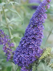 Buddleia ‘Buzz Sky Blue’ Live Plant 4” Pot - Lavender Blue Dwarf Butterfly Bush