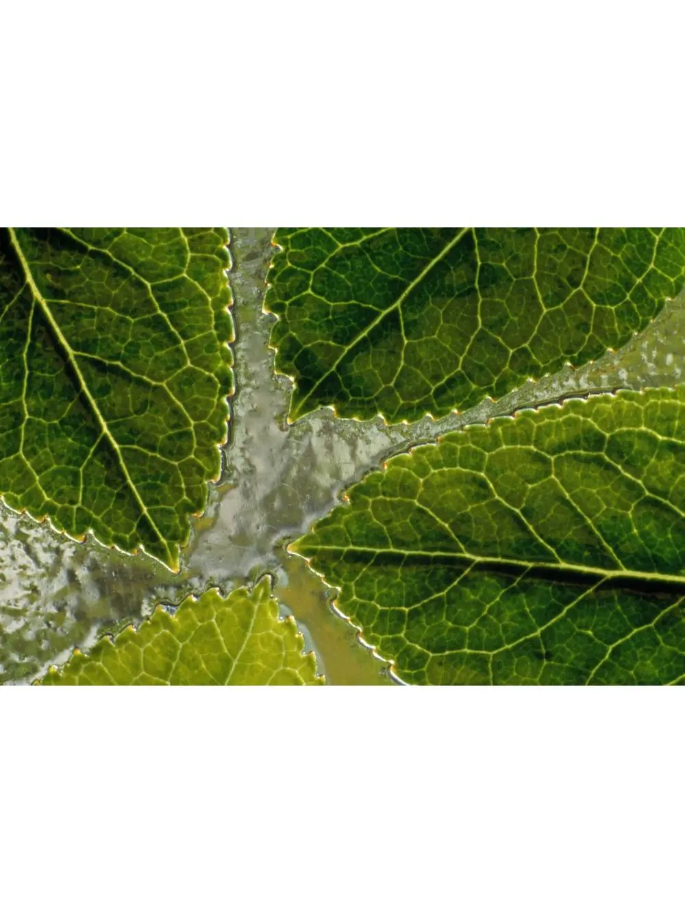 212 MAIN Leaves On Water Decorative Art Poster - Natural Selection by Chris Pinchbeck, Leaf Pattern Nature Paper Print, 18x12 in, Gifts for Him