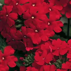 Green River 50 Red Verbena Seeds - Flower Seed Pack, Rich Crimson Blooms, Outdoor Display, Long-Lasting Color Impact