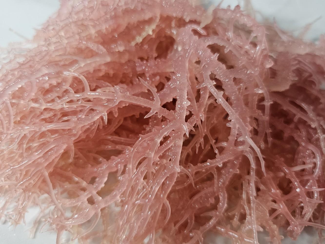 DANGE 100% Wildcrafted Sundried Organic Sea Moss - Wellness Supplement - Dietary, Healthcare Vitamins DANGE 100% Wildcrafted Sundried Organic Sea Moss - Wellness Supplement - Dietary, Healthcare Vitamins