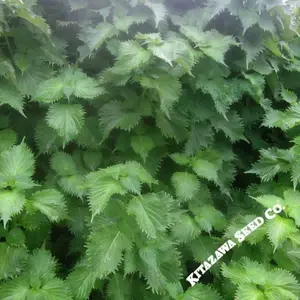 Shiso Seeds (Perilla) - Green Ohba