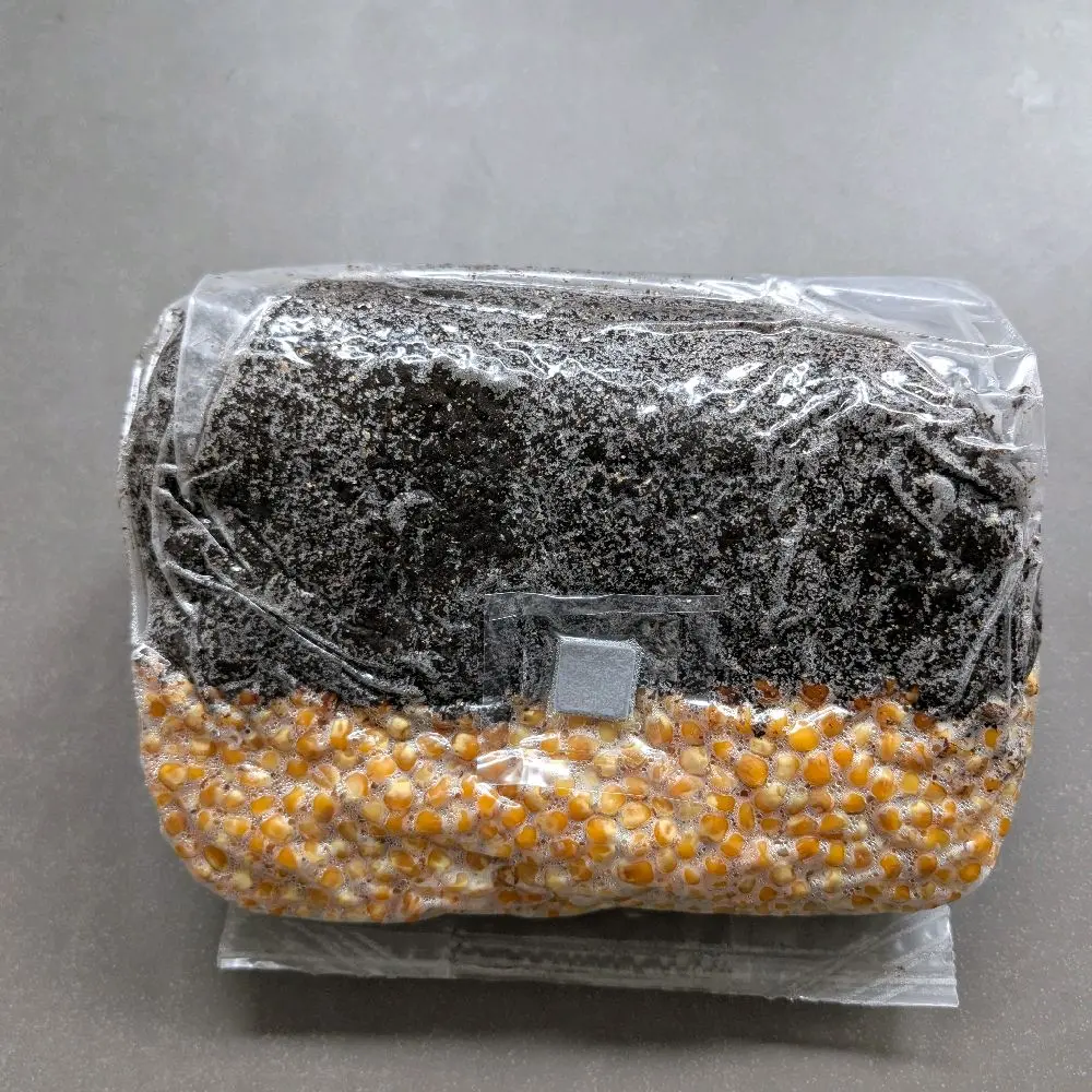 MK Drippy Corn AIO