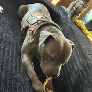 52 Inch Dog Crate Furniture Corner, Wooden Dog Kennel Furniture, End Table Dog Crate for Large Dogs, Indoor Pet Crates Corner Side Table for Dogs, Wide Top Perfect for Limited Room