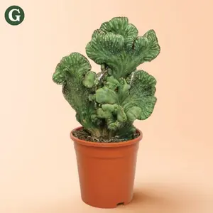 6” Cereus Green Coral Cactus - Indoor Live Plant, Rare Succulent, Soft Coral-Like Structure, Easy Care, Pet Friendly & Drought-Tolerant