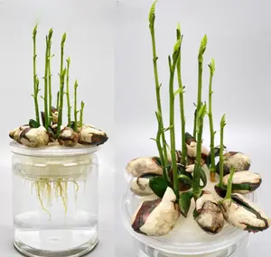 Hydroponic Plant Seed Vase Kit - Transparent Root Viewing Container with Pot Trays for Clear Viewing of Plant Growth