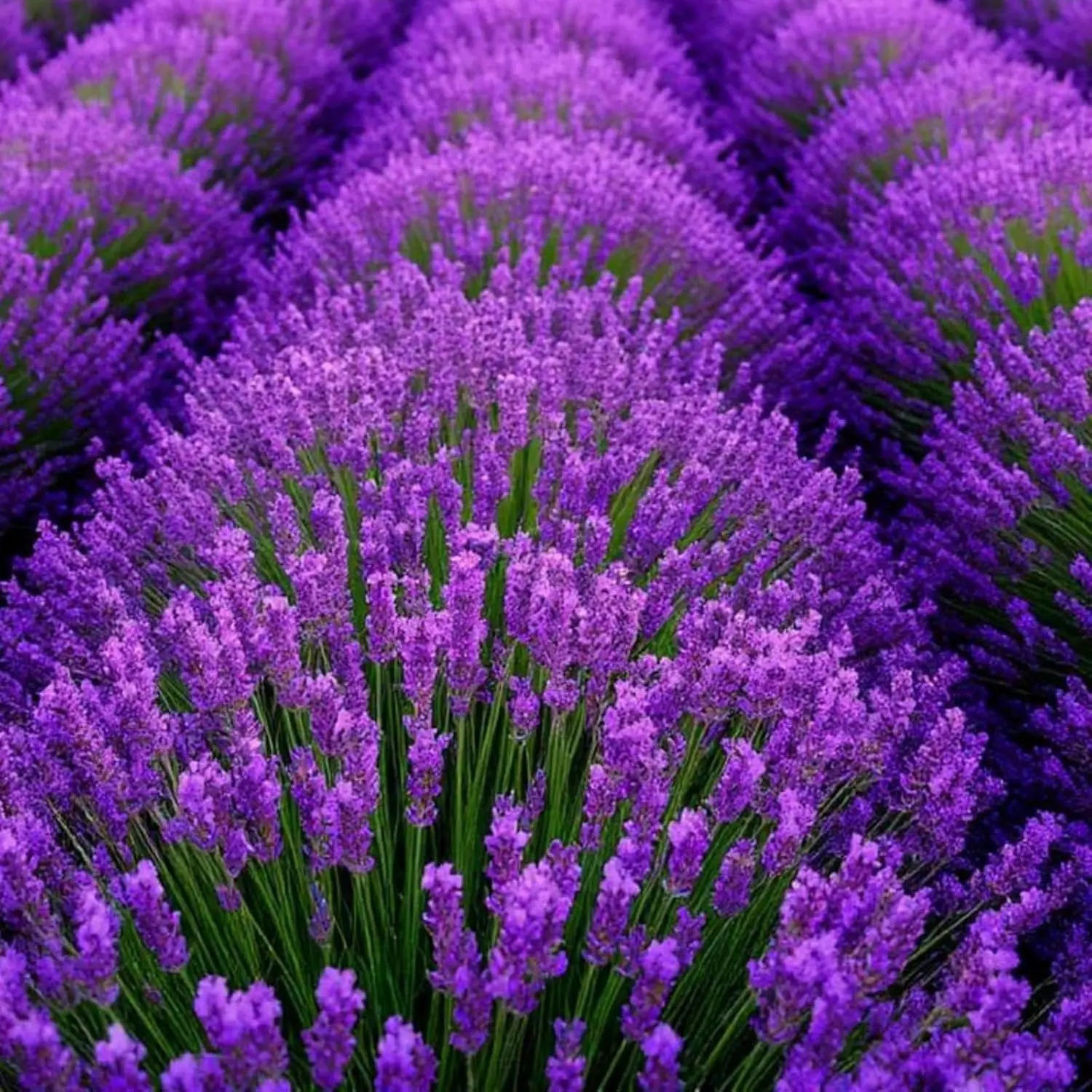 1000+ Lavender Seeds for Planting - Perennial English Lavender Non-GMO Heirloom Seeds Carpet Perennial Flower for Garden Indoor Outdoor