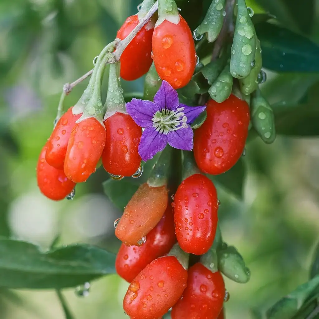 Goji Berry "Phoenix Tears" Goji Berry "Phoenix Tears"