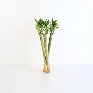 Lucky Bamboo Lotus Water Plant