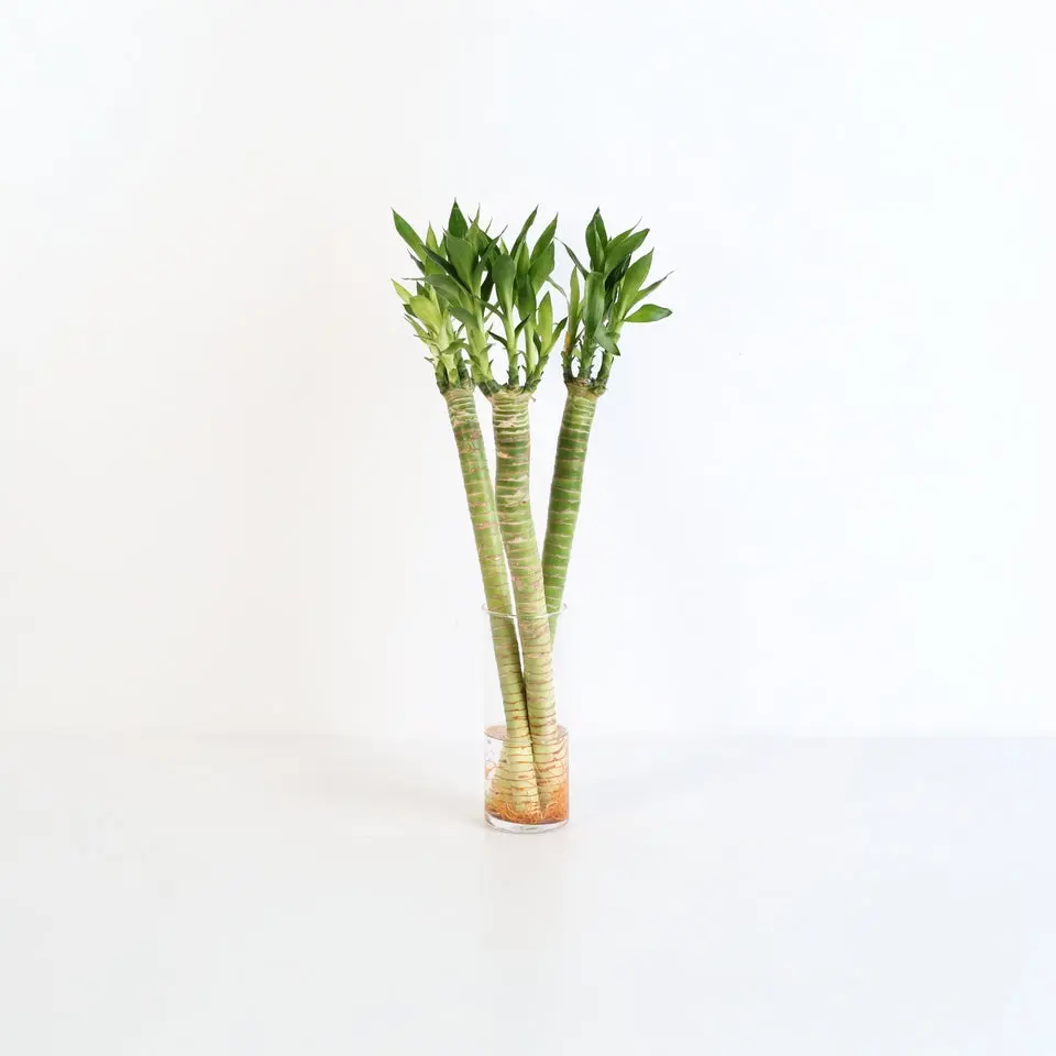 Lucky Bamboo Lotus Water Plant