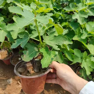 Fig seedlings, Grace Poggy red fruit variety, extra large fruit, suitable for year-round planting, bearing fruit in the current year, suitable for ground potting