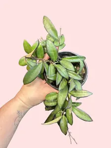 4" Hoya Rosita - Pet Safe - Star Flower Hoya - Wax Vine