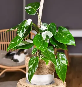 Princess Philodendron Live Plant, Rare Variegated Houseplant, 4-7" Tall Tropical Indoor Plant (White Princess Philodendron Plant)